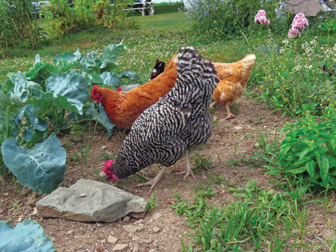 Are Chickens Worth it?